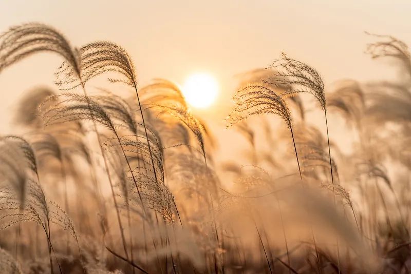 ʫԶ(zhe)ʲô˼ʫԶԢ(shi)ʲô-9ͼƬ(pian)-Ʒ