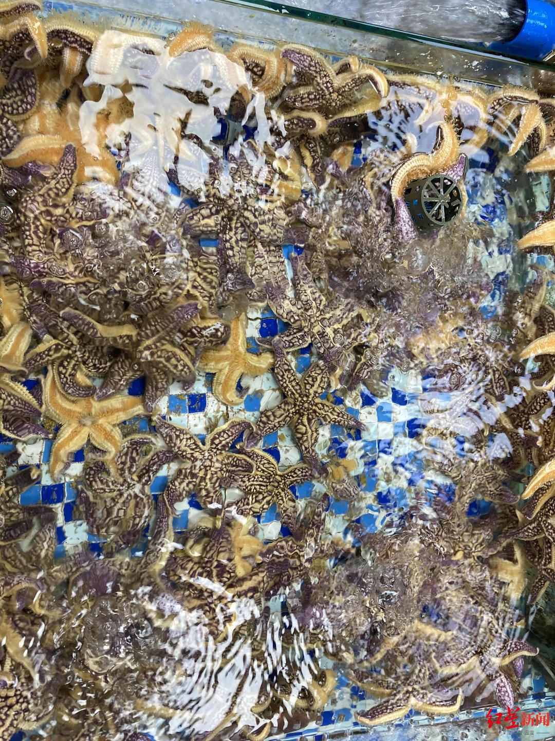 靠吃消滅入侵膠州灣的海星？成都市場有賣，但商家說“派大星”肉質不行……