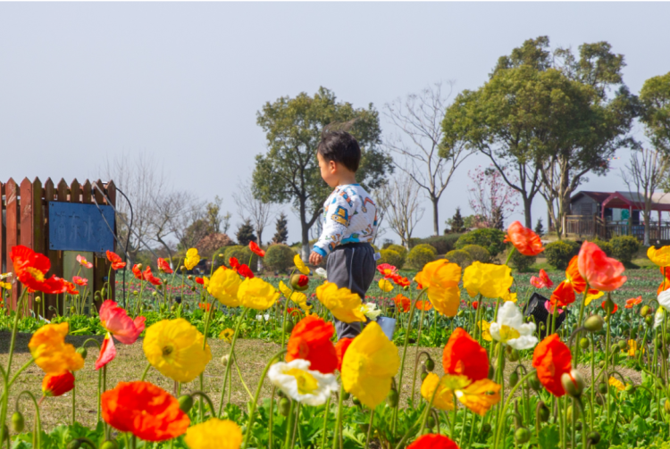 今日周浦花海门票啥价（周浦花海门票老人免票）