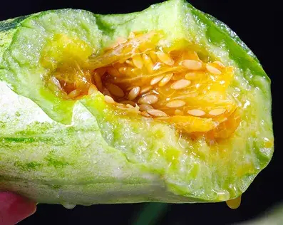 羊角蜜图片(春天必吃的水果) - 赤虎壹号