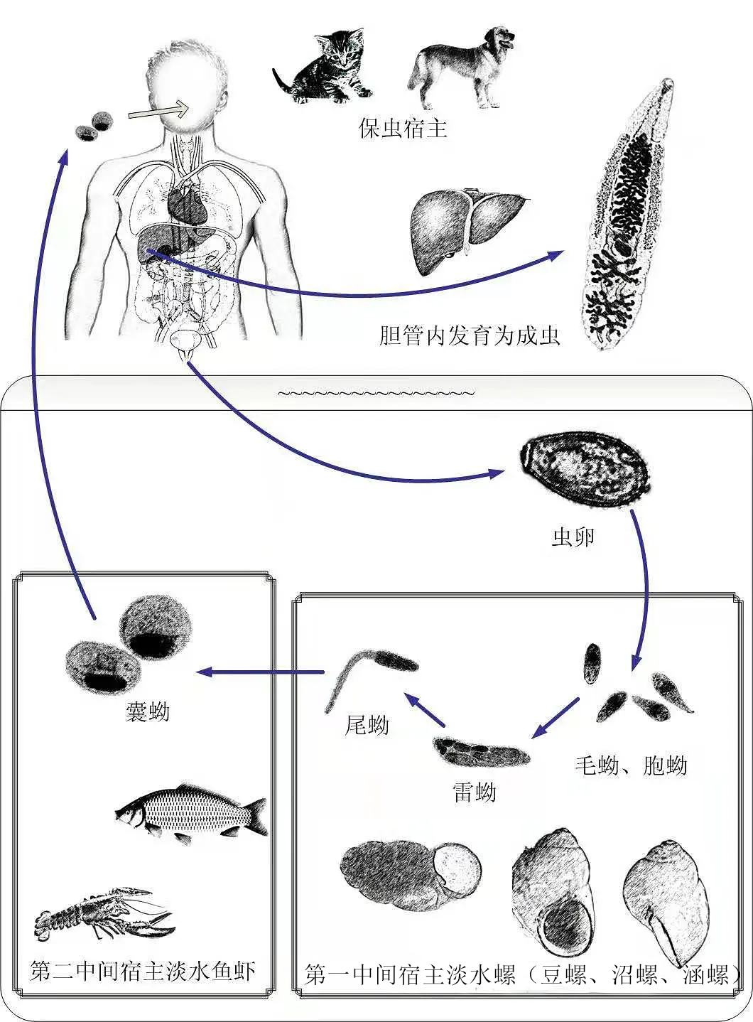 吃了一顿鱼生，让我深刻认识了寄生虫