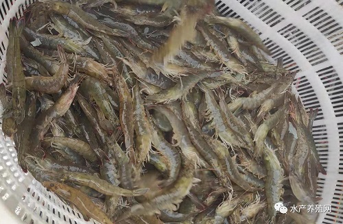 今日南美白对虾虾价「今日南美白对虾虾价」