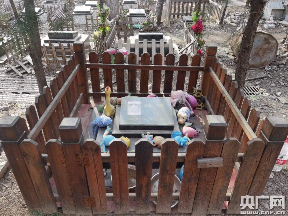 探访宠物墓地：三年前“人气”墓园今已“荒废”，宠物“后事”谁来规范管理？