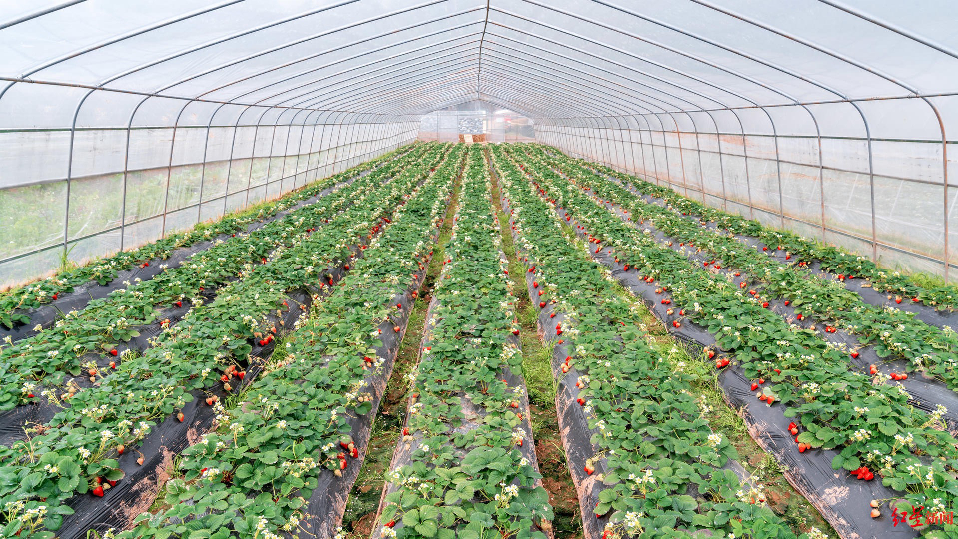 月底下市市场上草莓供大于求今年是高新区芦葭镇发展草莓种植的第四年