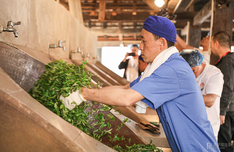 清明时节开着欧蓝德去采茶