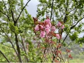 永州阳明山景点介绍（阳明山美丽景色分享）