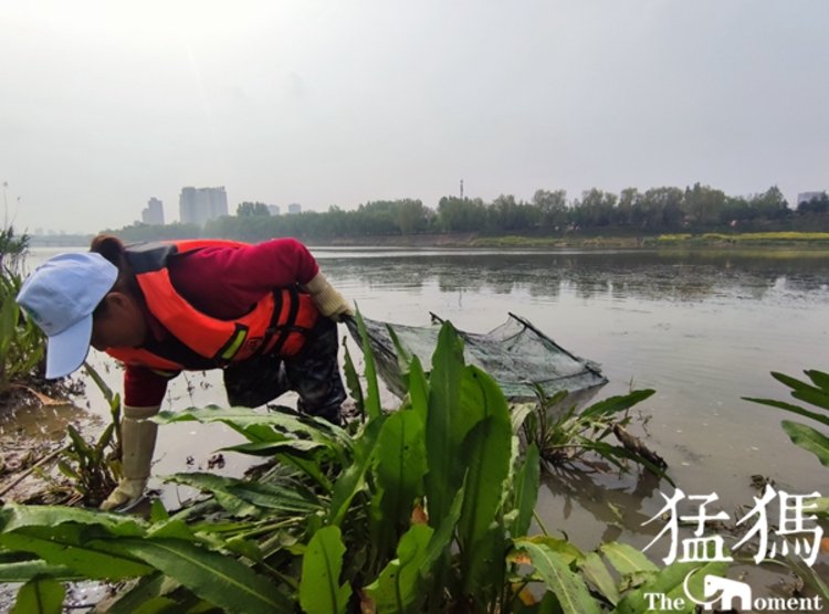 非法捕鱼触目惊心！沙颍河周口城区河段暗藏超万米“绝户网”，民间河长制止遭报复巡逻船被烧