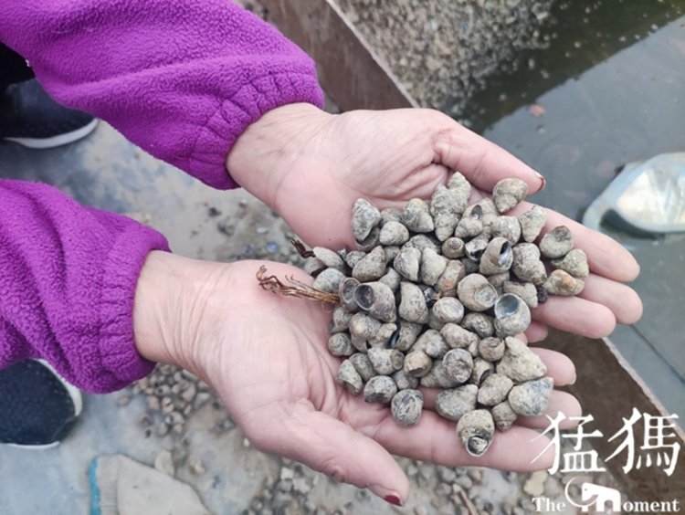 非法捕鱼触目惊心！沙颍河周口城区河段暗藏超万米“绝户网”，民间河长制止遭报复巡逻船被烧