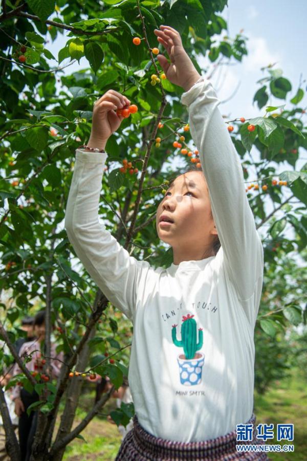 樱桃采摘季节是几月份（樱桃采摘季节是几月份北方）-第3张图片-巴山号