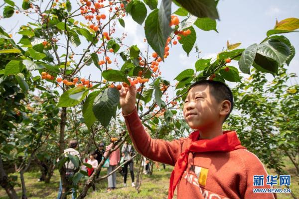 樱桃采摘季节是几月份（樱桃采摘季节是几月份北方）-第4张图片-巴山号