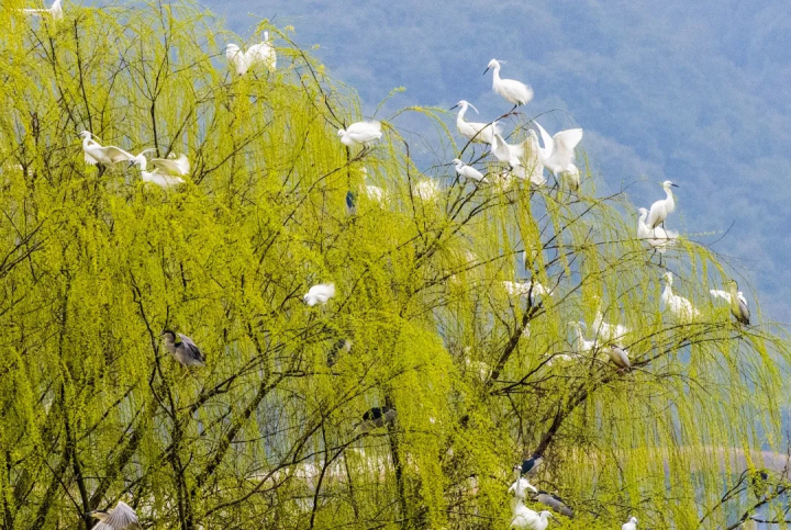 2000多只白鹭生活在湘湖，杜父鱼眼下最鲜美！这堂生物课揭秘湘湖水世界