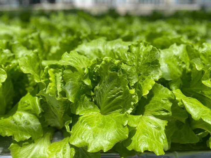生菜要放水里泡着吗(生菜可以放水里泡着吗) - 风集网