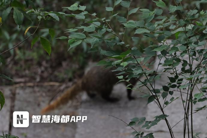 食蟹獴是什么动物（福州郊野公园发现野生动物食蟹獴）