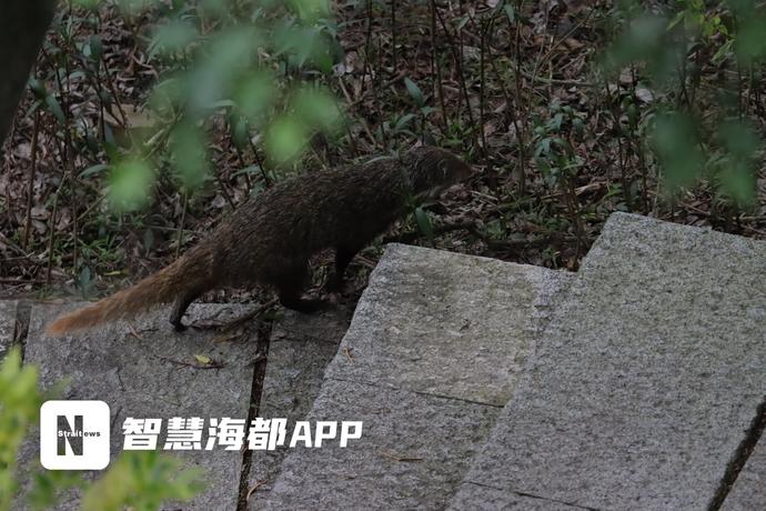 食蟹獴是什么动物（福州郊野公园发现野生动物食蟹獴）