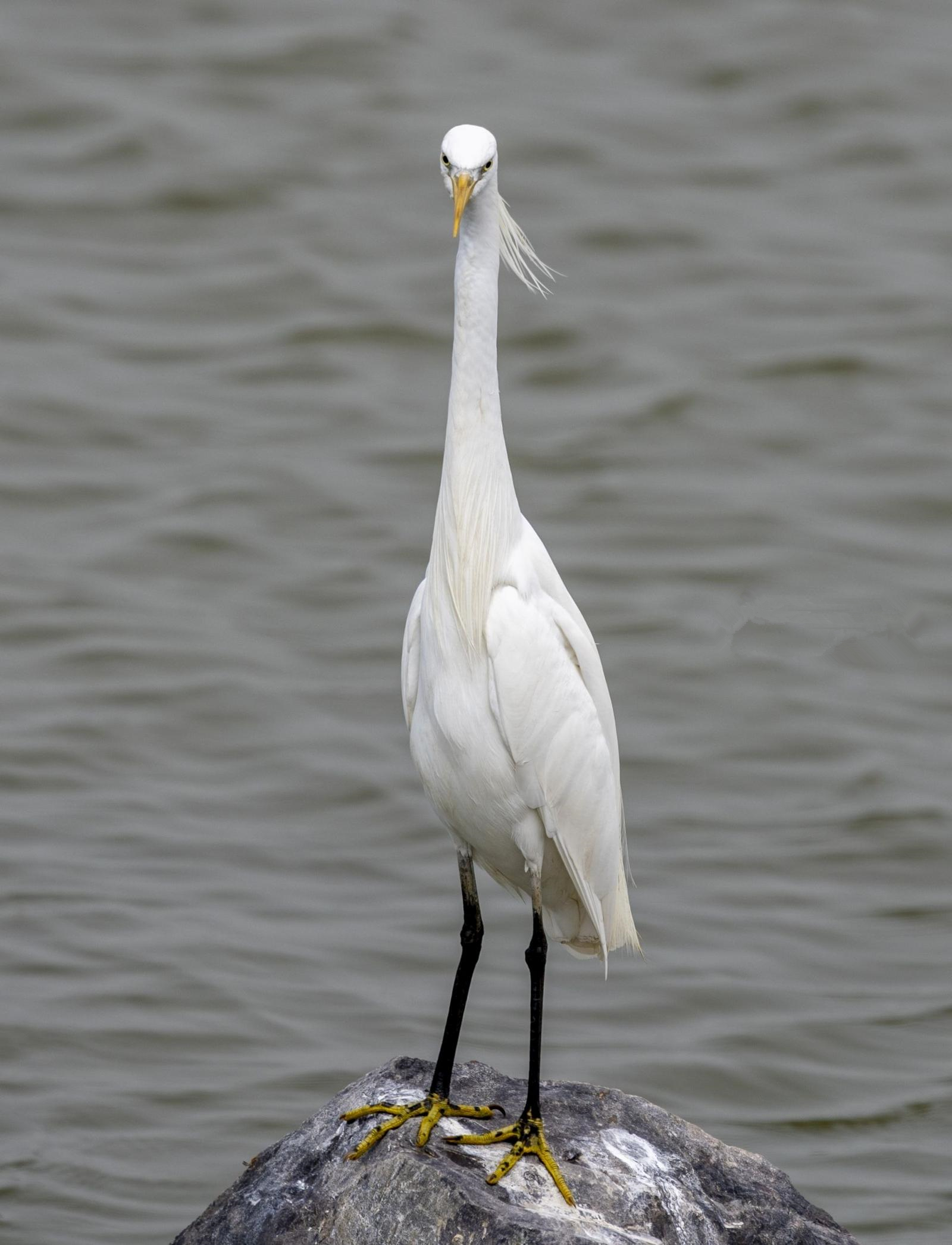 "白色精灵"黄嘴白鹭现身福建霞浦