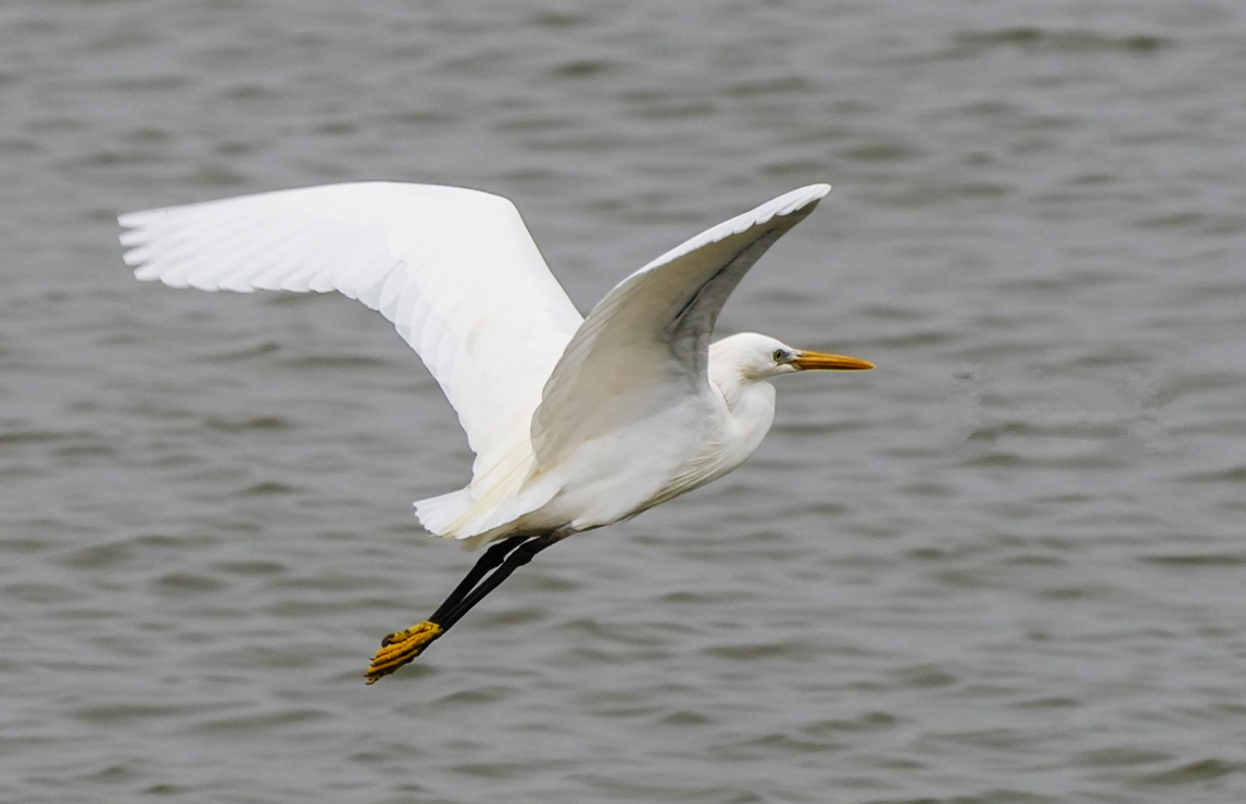 "白色精灵"黄嘴白鹭现身福建霞浦