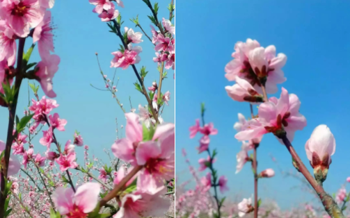 银川首个黄河边上的粉色沙滩+缤纷花海乐园，5月1日起迎客！福利享不停~