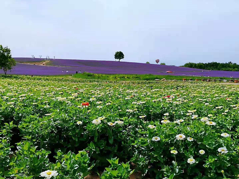 银川首个黄河边上的粉色沙滩+缤纷花海乐园，5月1日起迎客！福利享不停~