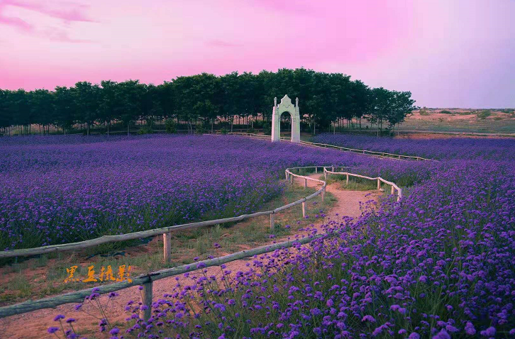 银川首个黄河边上的粉色沙滩+缤纷花海乐园，5月1日起迎客！福利享不停~