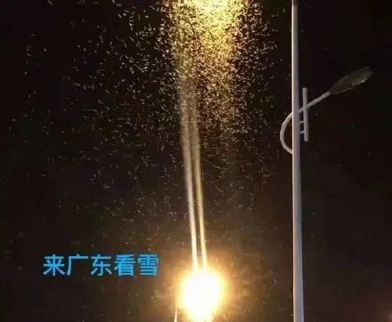 雨后家中有成群白蚁飞入怎么办？疾控专家提醒这点要注意