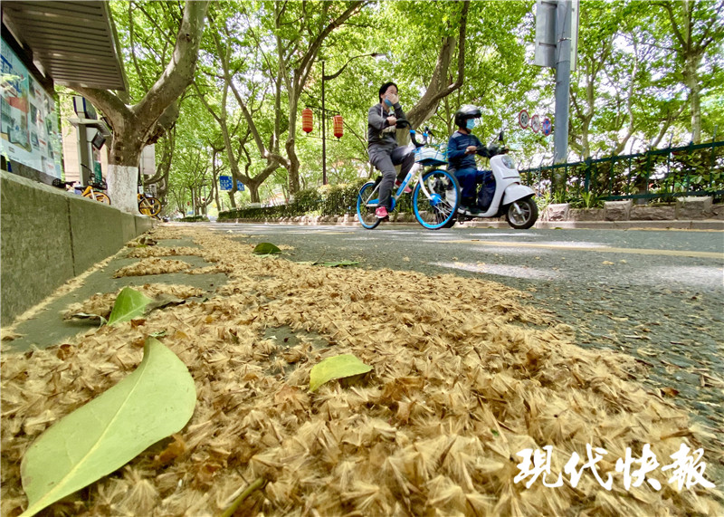 南京梧桐树事件 南京梧桐树在哪条路-百科叔叔