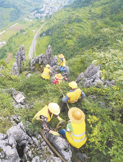 百米悬崖上除“石虎”