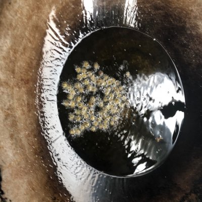 鱔魚的做法家常做法,鱔魚的家常做法