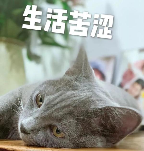 被诈骗的钱有转账记录能追回,