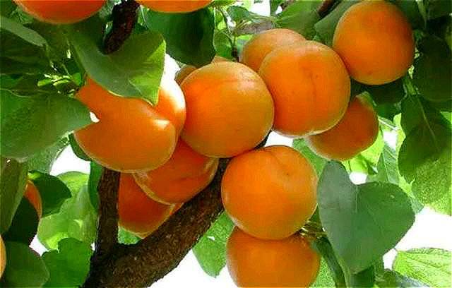 五月麦杏的味道,唤起久违的乡情与回忆