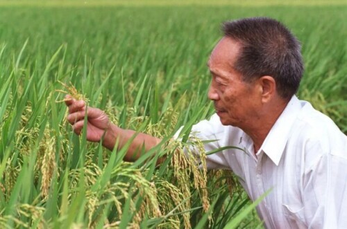 世界粮食日网友想念袁爷爷了(图14)