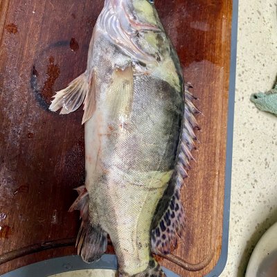 桂魚的家常做法,桂魚的家常做法大全