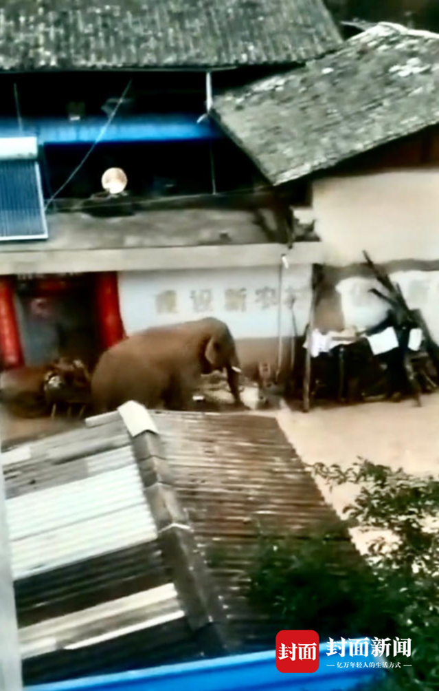 直击昆明晋宁“劝返”一线：村民围观偷拍大象进村 趴在楼顶不敢大声说话