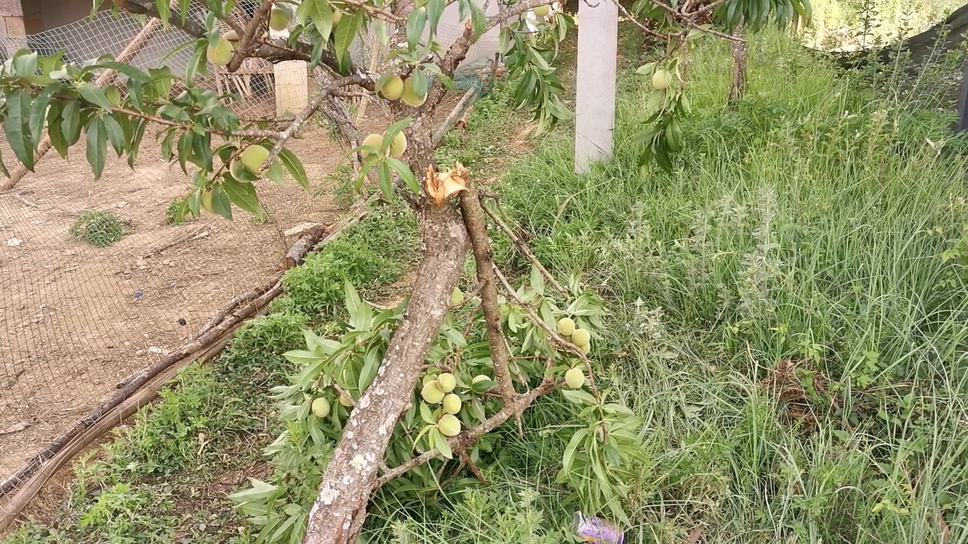 云南象群进村，有人打开水管喂大象，有人害怕提前离村，村民：大象有点可爱调皮