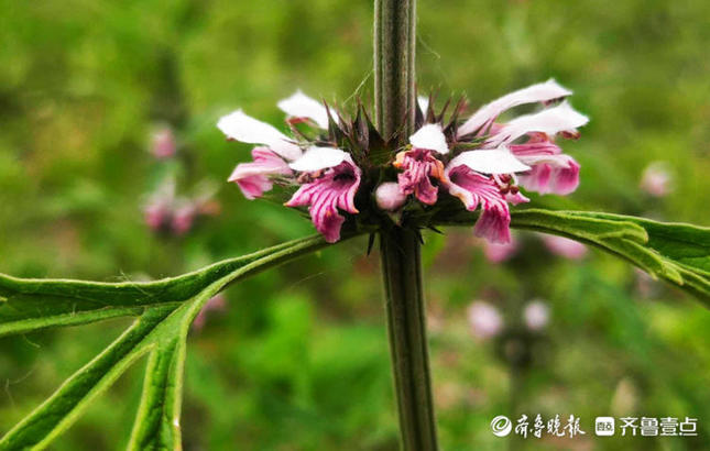 花开齐鲁｜一层一层花状如塔！临沂郯城县益母草夏日怒放战高温