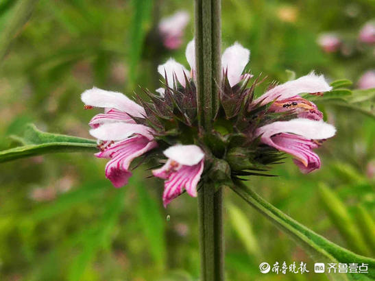 花开齐鲁｜一层一层花状如塔！临沂郯城县益母草夏日怒放战高温