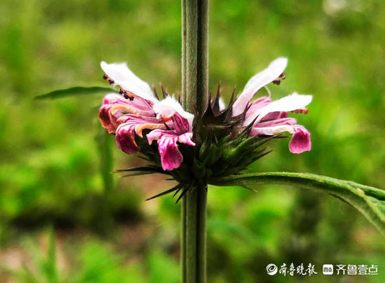 花开齐鲁｜一层一层花状如塔！临沂郯城县益母草夏日怒放战高温