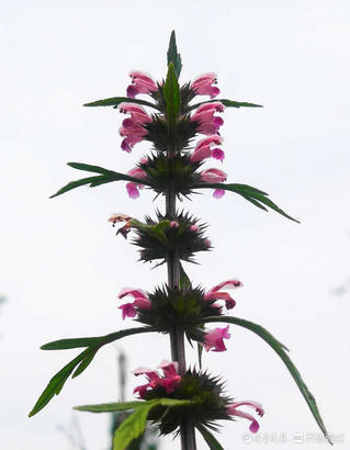 花开齐鲁｜一层一层花状如塔！临沂郯城县益母草夏日怒放战高温