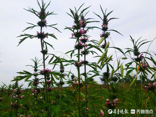 花开齐鲁｜一层一层花状如塔！临沂郯城县益母草夏日怒放战高温