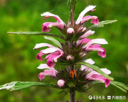 花开齐鲁｜一层一层花状如塔！临沂郯城县益母草夏日怒放战高温