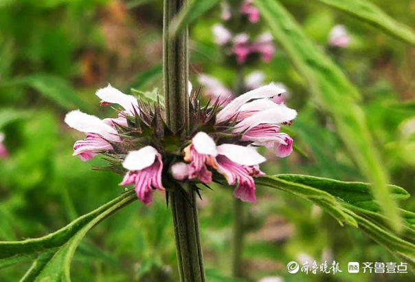 花开齐鲁｜一层一层花状如塔！临沂郯城县益母草夏日怒放战高温