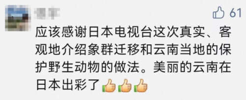 万万没想到 外媒的“阴间滤镜”居然被这群大象踩碎