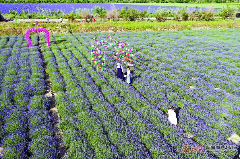 薰衣草什么時候開花,