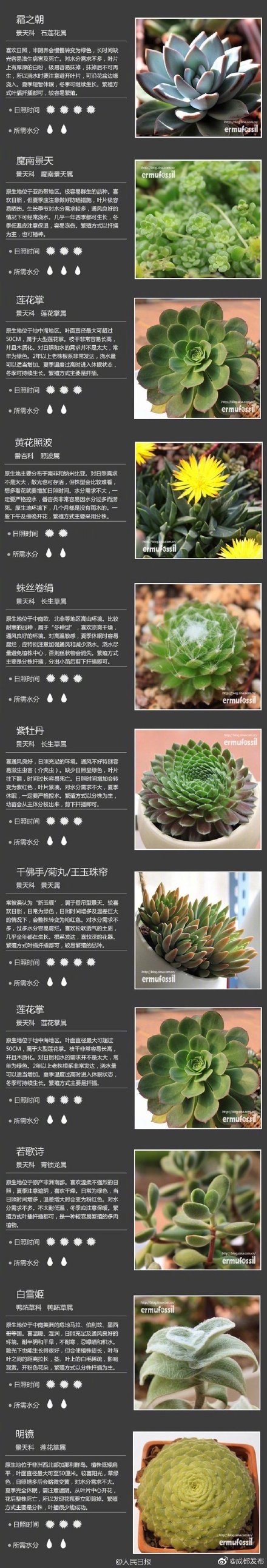 多肉植物品种名称大全常见的多肉植物品种名称大全