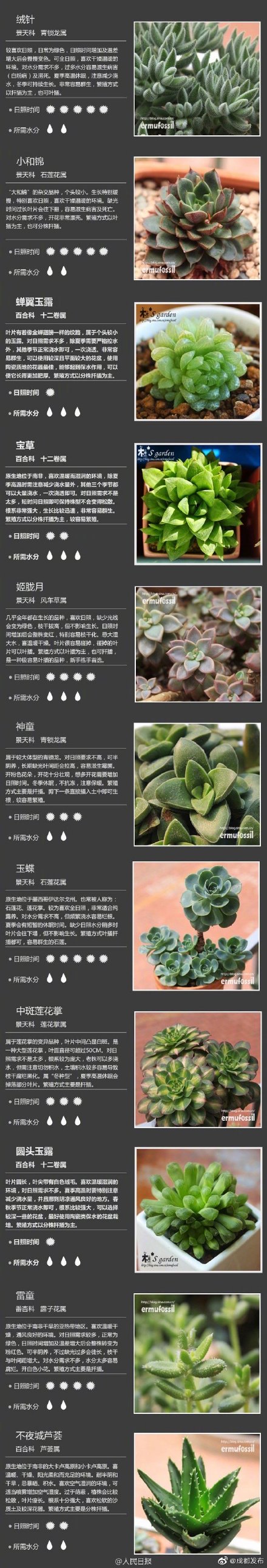 多肉植物品种(多肉植物品种介绍)