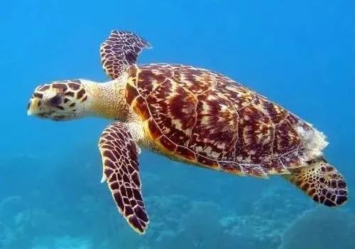 世界海龟日，让我们一起认识并保护龟龟们
