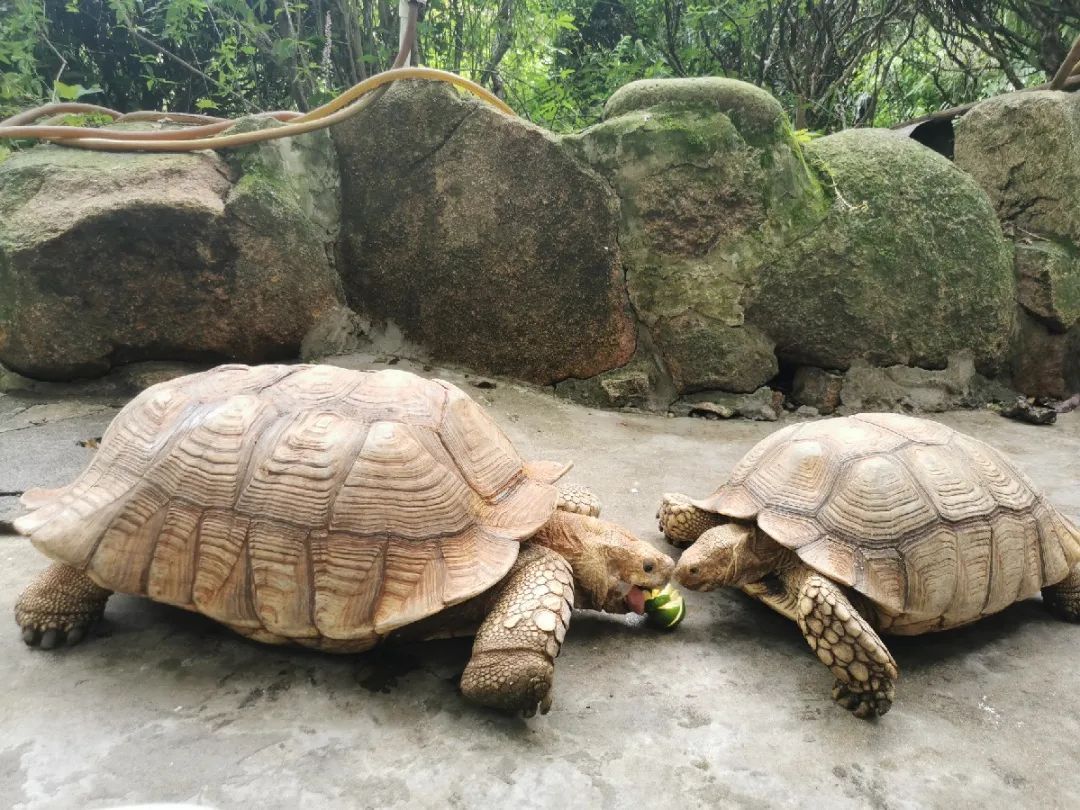 世界海龟日，让我们一起认识并保护龟龟们