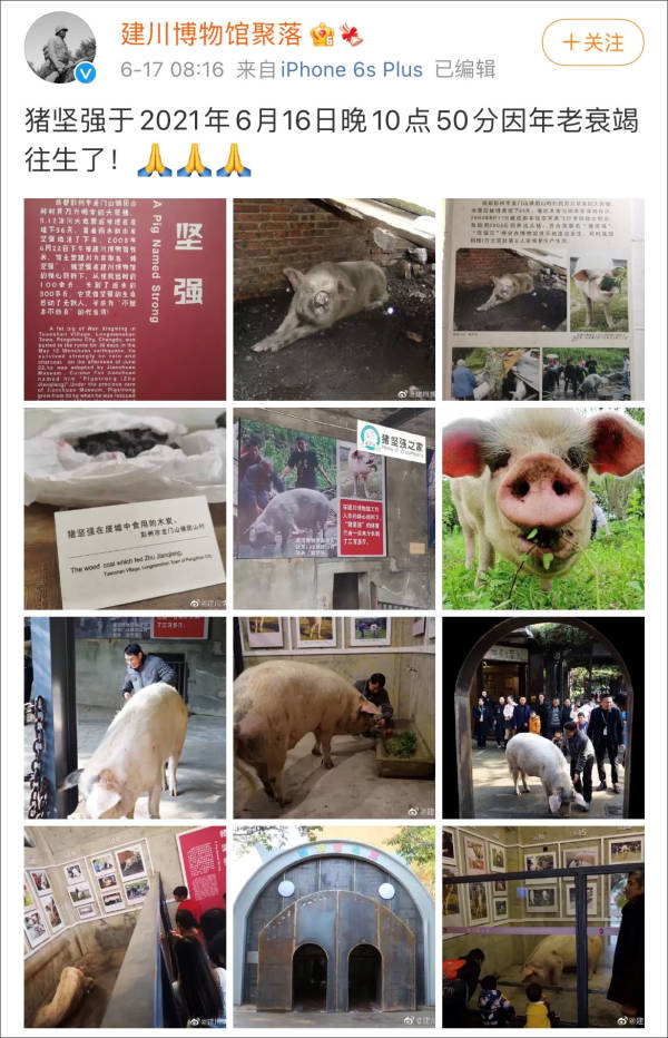 猪坚强标本预计5月12日展出猪坚强的故事你知多少