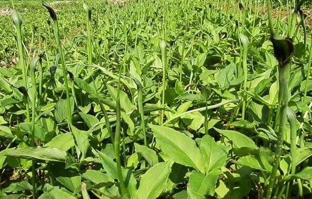 夏至节气分三候 夏天竟然也有“数九”？