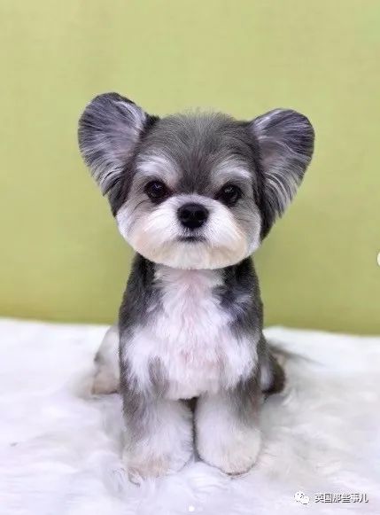 韩国这间狗子理发店，狗狗理发后照片，也太舒爽了吧