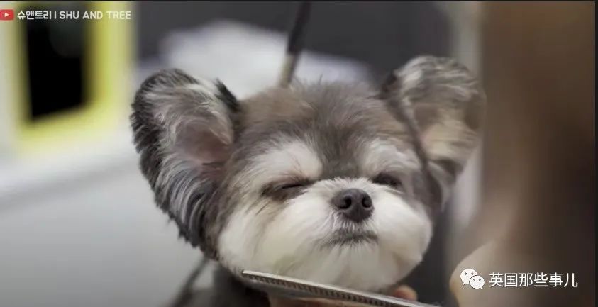 韩国这间狗子理发店，狗狗理发后照片，也太舒爽了吧